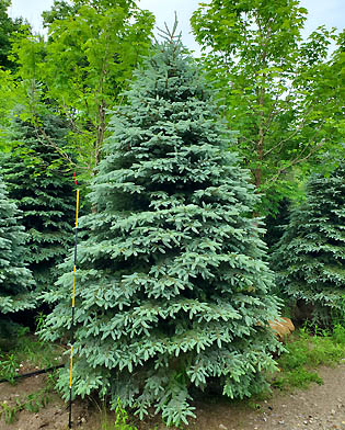 Blue Spruce