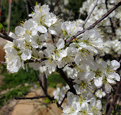 Beach Plum