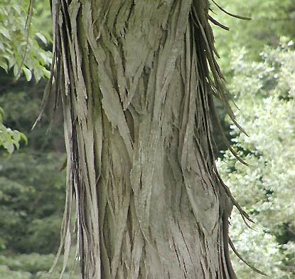 Shagbark Hickory