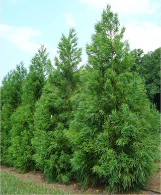 Cryptomeria