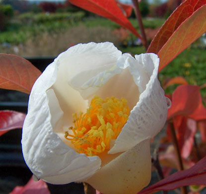 Franklinia