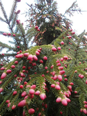 Oriental Spruce Male Cones