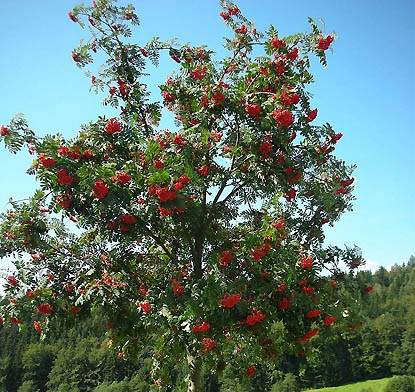 Mountain Ash