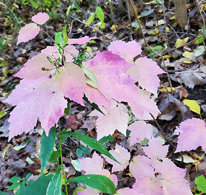 Maple-leaf Viburnum