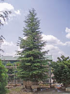 16-18' Balsam Fir