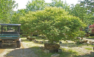 8-10' Specimen Seiryu Japanese Maple