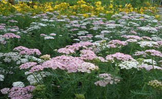 Heidi Pink Yarrow