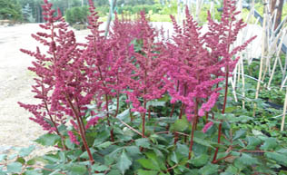 Visions In Red Astilbe