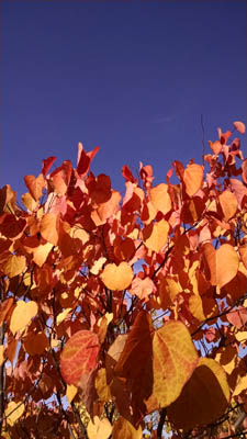 Cercis Forest Pansy