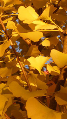 Ginkgo Autumn Gold