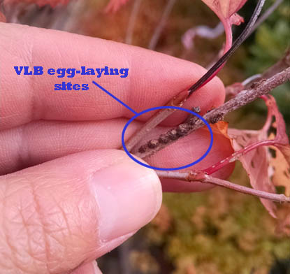 VLB Eggs