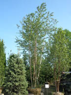 18-20' Paper Birch