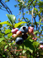 Blueberry Bush