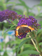 Black Knight Butterfly Bush