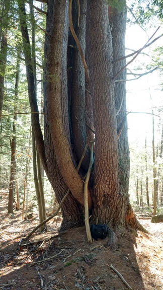 Cabbage Pine