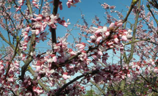 Eastern Redbud