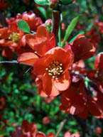 Texas Scarlet Quince