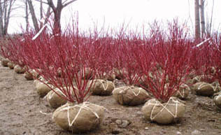 Red Twig Dogwoods