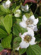 Bunchberry