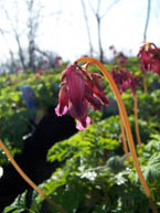 Luxuriant Fern-leaf Bleeding Heart