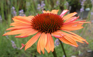 Sundown Coneflower