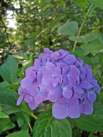 Nikko Blue Hydrangea