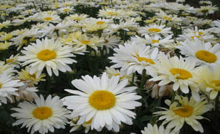 Broadway Lights Shasta Daisy