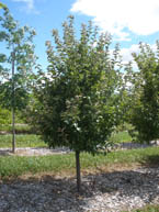 Adams Crabapple