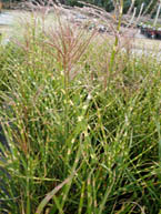 Zebra Grass