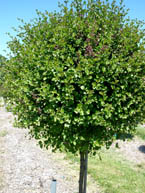 Top Graft Dwarf Korean Lilac