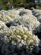 Snowflake Creeping Phlox