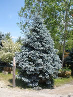 10-12' Specimen Hoops Blue Spruce