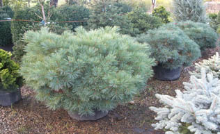 Blue Shag Pine