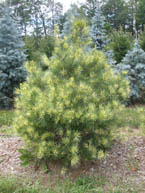 Burke's Red Variegated Pine