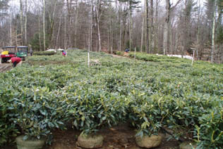 Rhodo Beds