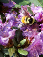 Ramapo Rhododendron