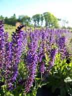 May Night Meadow Sage