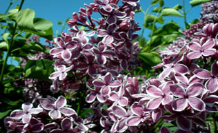 Sensation Lilac