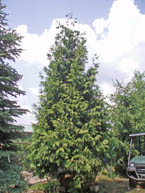 16-18' Hvy Atrovirens Giant Arborvitae