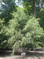 14-16' Eastern Hemlock