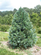 Vanderwolf's Pyramid Limber Pine