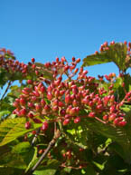 Erie Viburnum