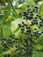 Arrowwood Viburnum