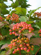 American Cranberry Viburnum