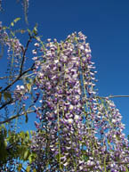 Wisteria flowers