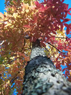 Three-Flower Maple