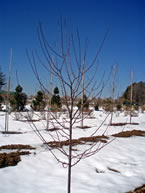 Before Pruning Crabapple