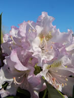 Cunningham's White Rhododendron